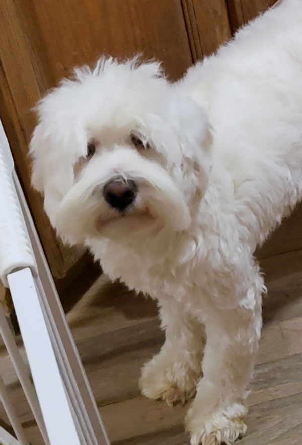 australian labradoodle